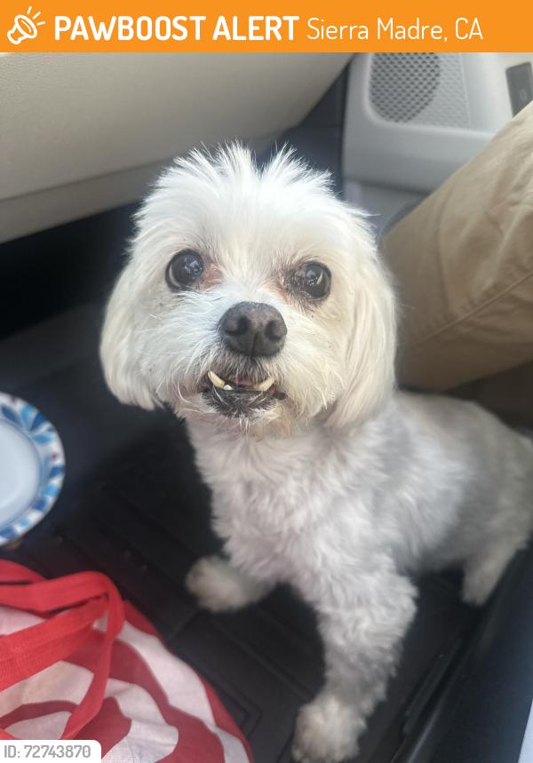Found/Stray Female Dog last seen Mountain trail avenue and grandview, Sierra Madre, CA 91024