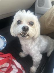 Found/Stray Female Dog last seen Mountain trail avenue and grandview, Sierra Madre, CA 91024