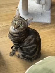Lost Male Cat last seen Main north road, Prospect, SA 5082