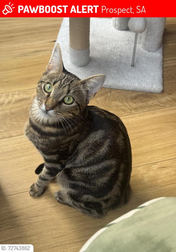 Lost Male Cat last seen Main north road, Prospect, SA 5082