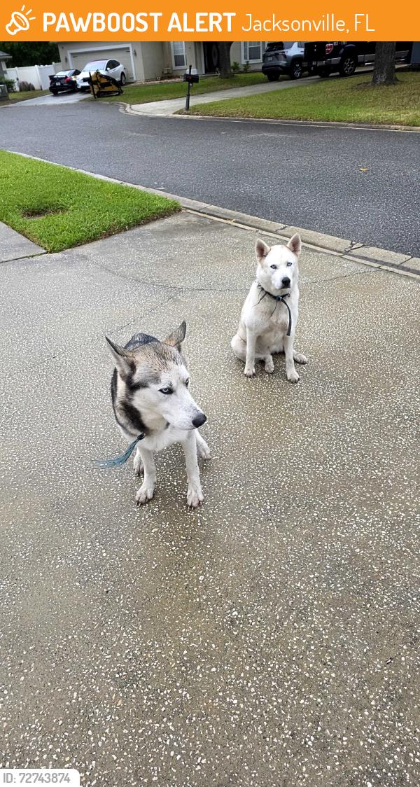 Found/Stray Male Dog last seen Near sea eagle dr , Jacksonville, FL 32226