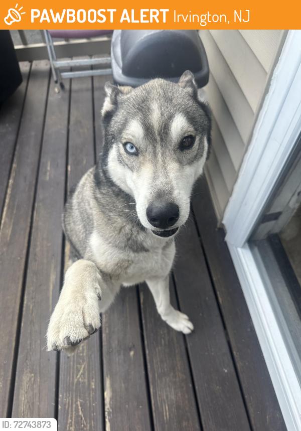 Found/Stray Male Dog last seen Union Ave , Irvington, NJ 07111