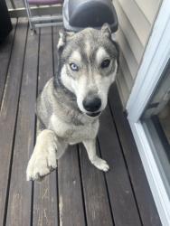 Found/Stray Male Dog last seen Union Ave , Irvington, NJ 07111