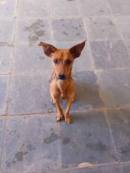 Lost Male Dog last seen Rua presidente pedreira depois do hotel alvorada em barra do pirai Belvedere da Taquara , Belvedere, RJ 
