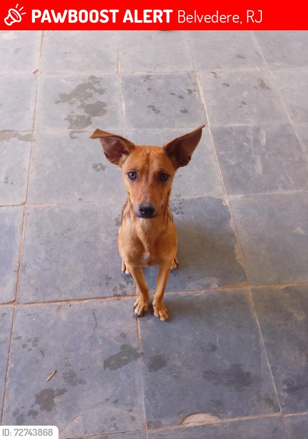 Lost Male Dog last seen Rua presidente pedreira depois do hotel alvorada em barra do pirai Belvedere da Taquara , Belvedere, RJ 