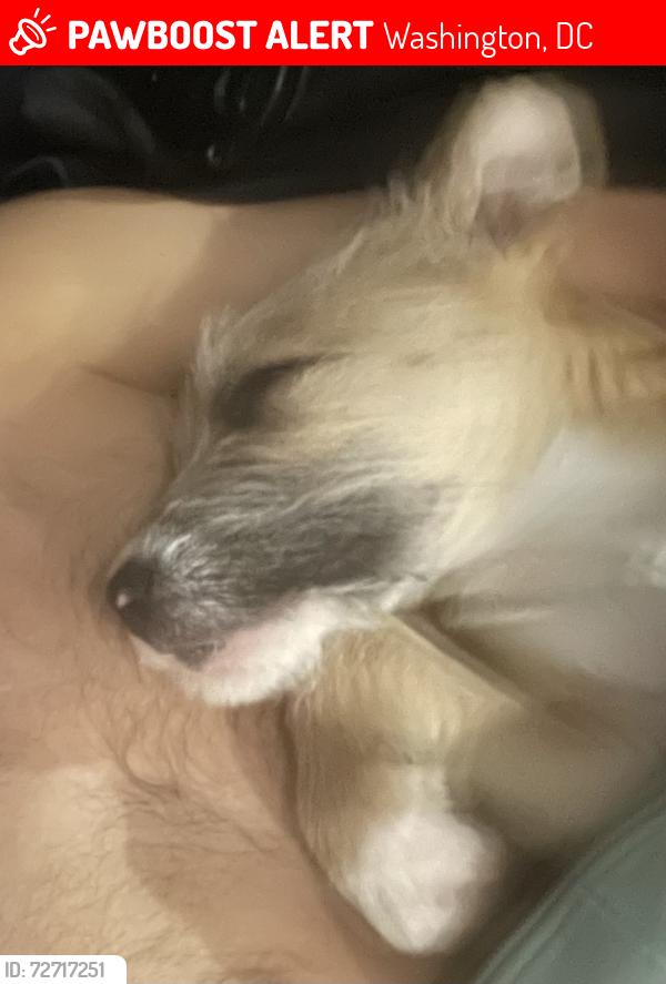 Lost Male Dog last seen 14&Newton st, Washington, DC 20010