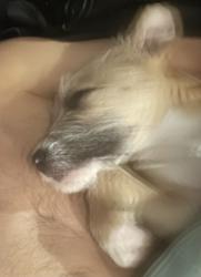 Lost Male Dog last seen 14&Newton st, Washington, DC 20010