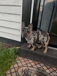 Lost Male Dog last seen 13th place, Gary, IN 46403