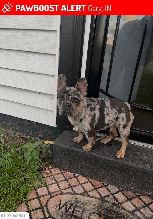 Lost Male Dog last seen 13th place, Gary, IN 46403