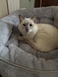Lost Male Cat last seen Broad street, Trumbauersville, PA 18951