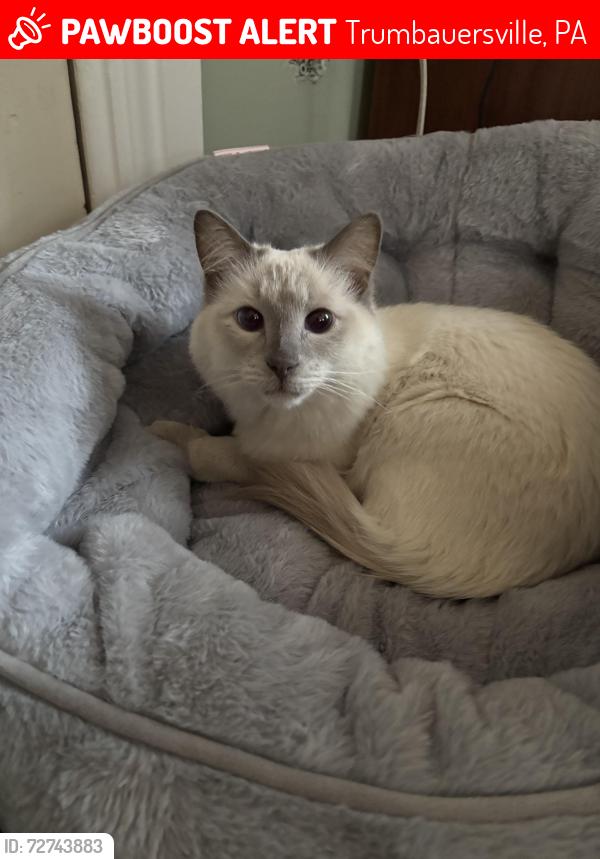 Lost Male Cat last seen Broad street, Trumbauersville, PA 18951