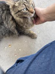 Found/Stray Unknown Cat last seen rainbow and tropicana, Spring Valley, NV 89103