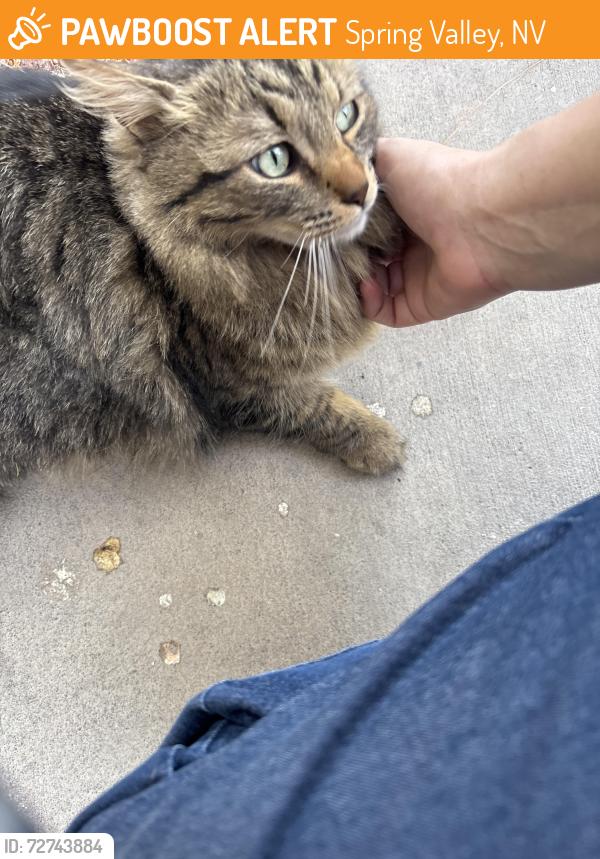 Found/Stray Unknown Cat last seen rainbow and tropicana, Spring Valley, NV 89103
