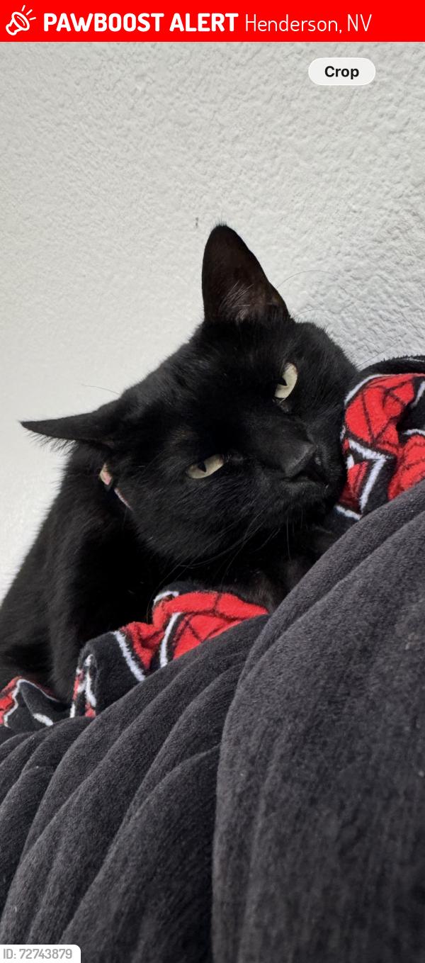 Lost Female Cat last seen Horizon ridge pkwy and Gibson , Henderson, NV 89012