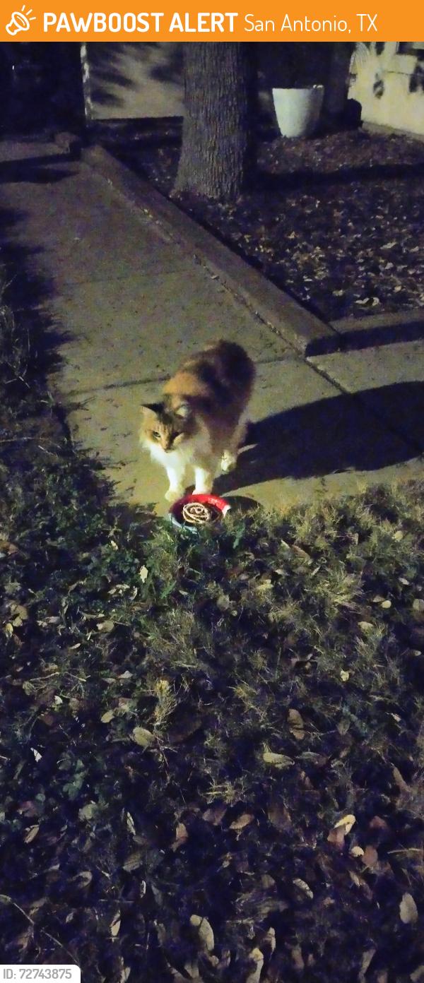 Found/Stray Unknown Cat last seen Windstone Creek, San Antonio, TX 78254