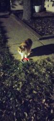 Found/Stray Unknown Cat last seen Windstone Creek, San Antonio, TX 78254