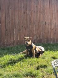 Found/Stray Female Dog last seen Stanfield, Hermiston, OR 97838