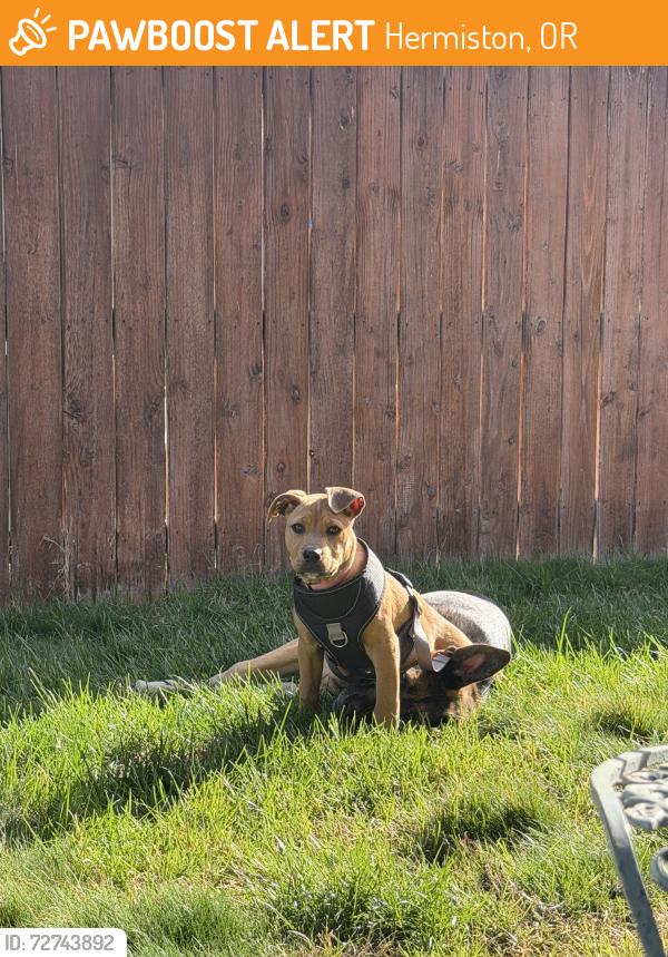 Found/Stray Female Dog last seen Stanfield, Hermiston, OR 97838