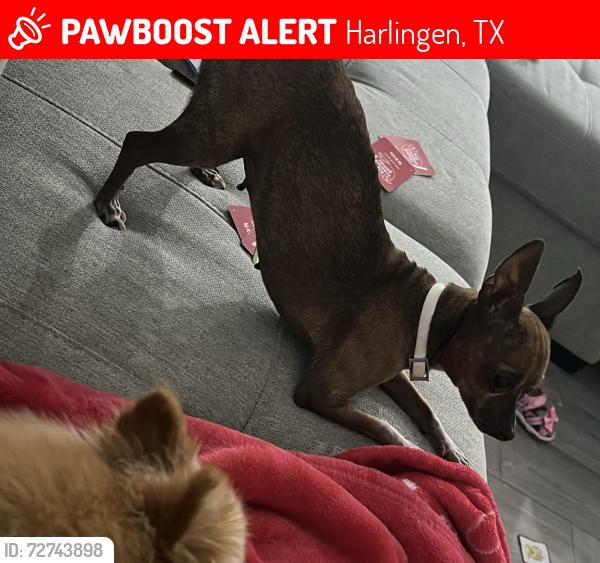 Lost Female Dog last seen Adams garden, Harlingen, TX 78552