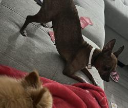 Lost Female Dog last seen Adams garden, Harlingen, TX 78552