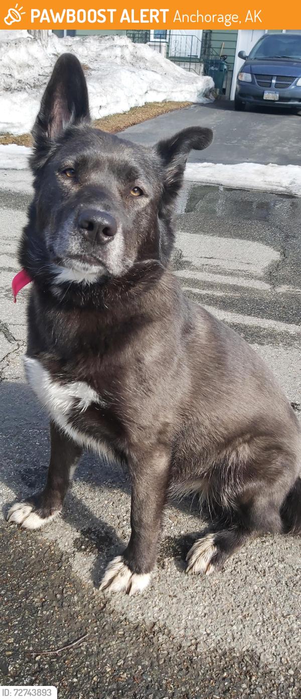 Found/Stray Female Dog last seen Troy St. , Anchorage, AK 99515