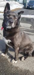 Found/Stray Female Dog last seen Troy St. , Anchorage, AK 99515