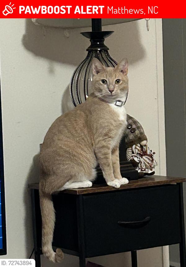 Lost Male Cat last seen Independence, Matthews, NC 28105