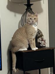 Lost Male Cat last seen Independence , Matthews, NC 28105