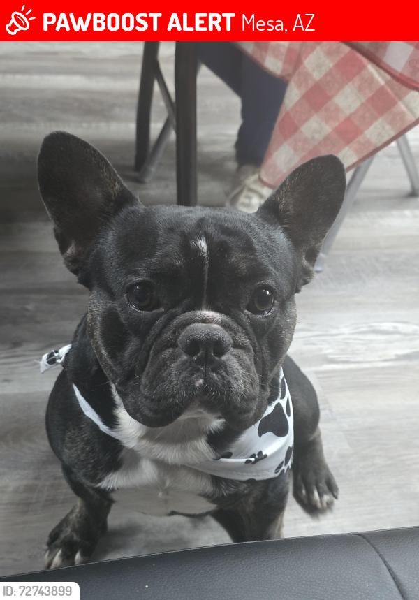 Lost Male Dog last seen Near W 8th ave mesa , Mesa, AZ 85210
