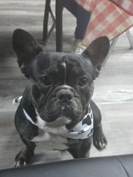 Lost Male Dog last seen Near W 8th ave mesa , Mesa, AZ 85210