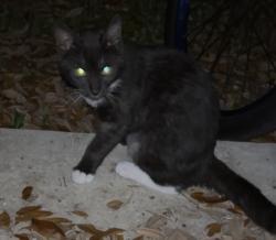 Lost Female Cat last seen Southwood & westwood drive , Lutz, FL 33549