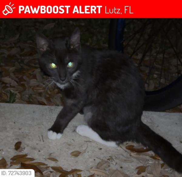 Lost Female Cat last seen Southwood & westwood drive, Lutz, FL 33549