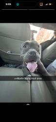 Lost Male Dog last seen hse, Arlington, TX 76016