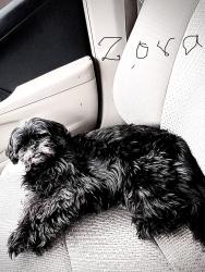 Lost Female Dog last seen Central and Nevada, Spokane, WA 99208