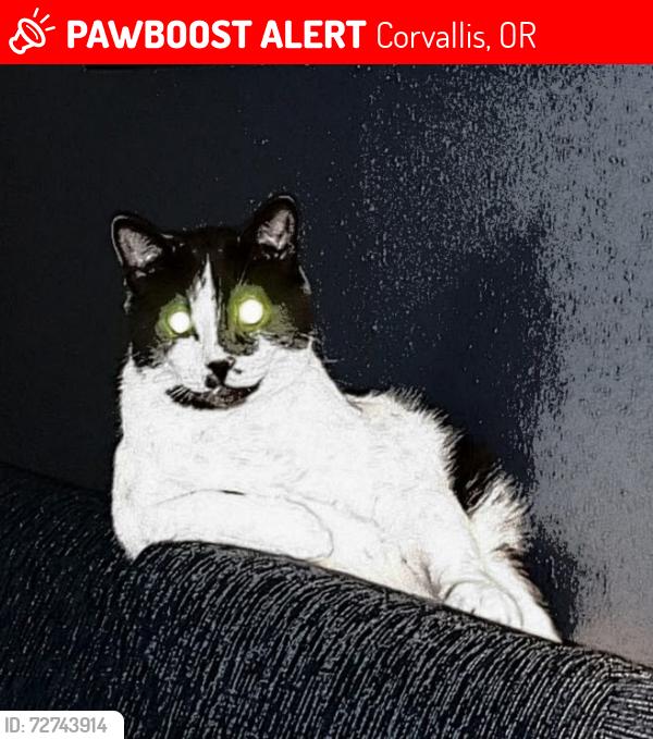 Lost Male Cat last seen He jumped out of car while driving from albany to corvallis, Corvallis, OR 97330