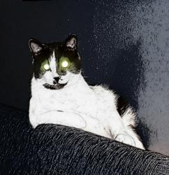 Lost Male Cat last seen He jumped out of car while driving from albany to corvallis, Corvallis, OR 97330