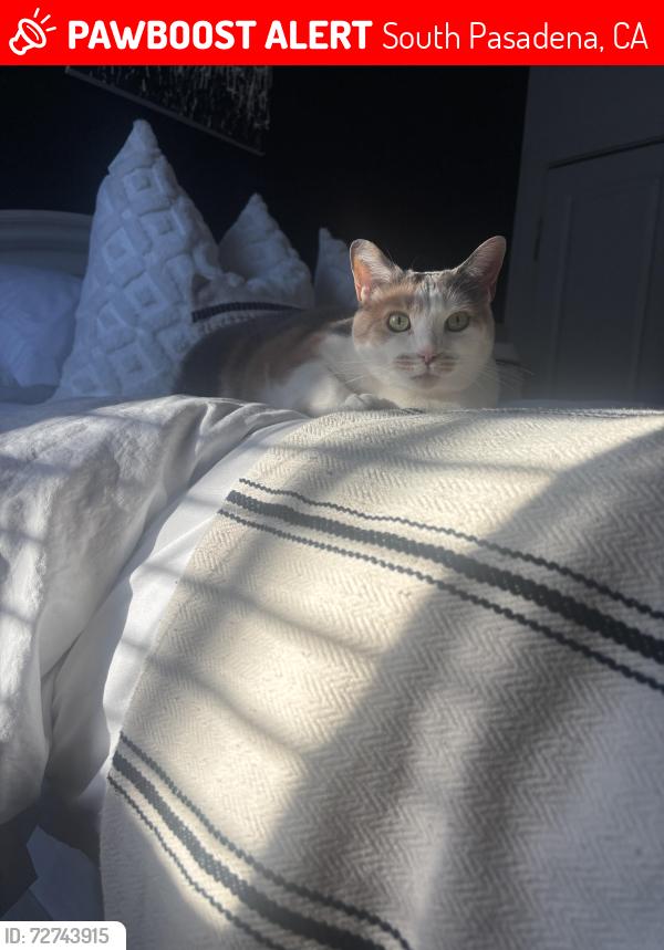 Lost Female Cat last seen South street and warwhick, South Pasadena, CA 91030