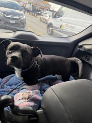 Found/Stray Male Dog last seen 59th Western , Chicago, IL 60629
