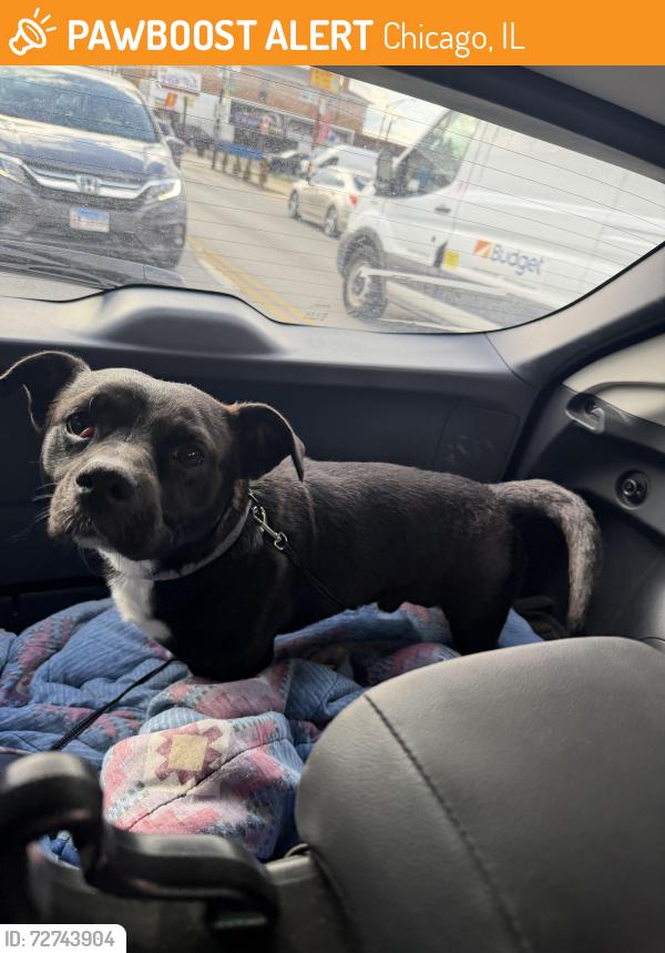 Found/Stray Male Dog last seen 59th Western , Chicago, IL 60629