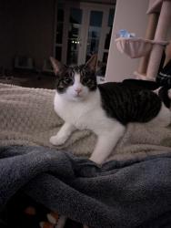 Lost Male Cat last seen Marbus drive  , Great Sankey, England WA5 1QW