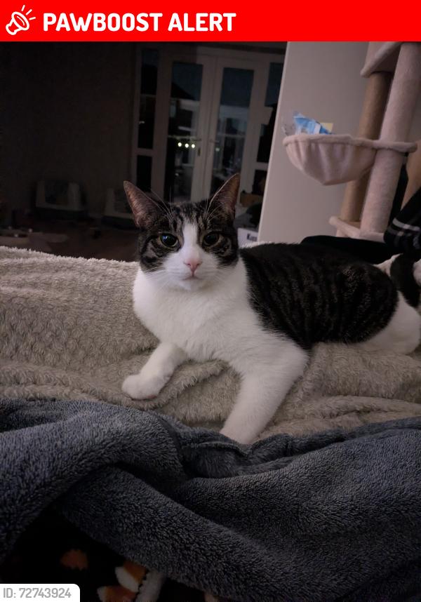 Lost Male Cat last seen Marbus drive  , Great Sankey, England WA5 1QW