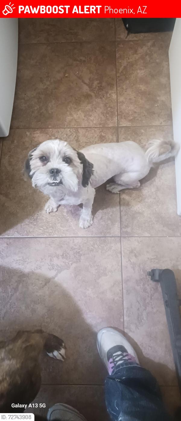 Lost Male Dog last seen Catus 31 st ave, Phoenix, AZ 85029