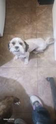 Lost Male Dog last seen Catus 31 st ave, Phoenix, AZ 85029