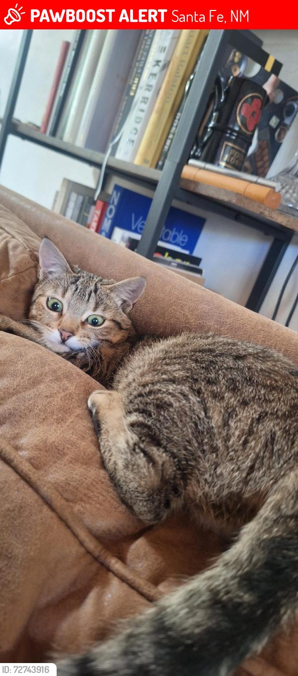 Lost Female Cat last seen On Picacho Peak hiking trail, Santa Fe, NM 87501
