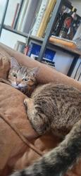 Lost Female Cat last seen On Picacho Peak hiking trail, Santa Fe, NM 87501