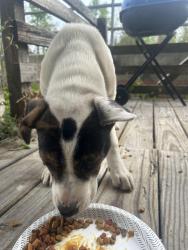 Found/Stray Female Dog last seen Whirled kinetic sculpture, High Point, NC 27260