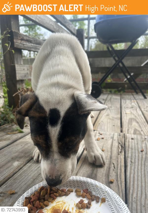 Found/Stray Female Dog last seen Whirled kinetic sculpture, High Point, NC 27260