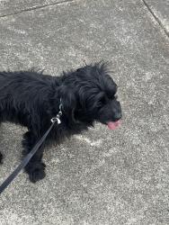 Found/Stray Male Dog last seen Armstead st, Woodbridge, VA 22191