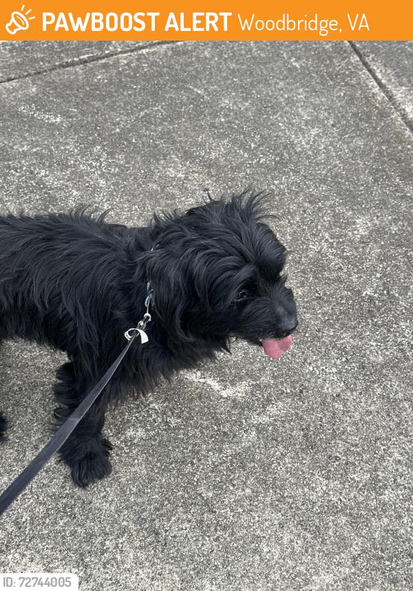 Found/Stray Male Dog last seen Armstead st, Woodbridge, VA 22191