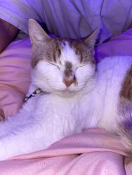 Lost Female Cat last seen Fayetteville nc , Fayetteville, NC 28314
